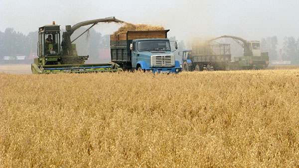 В Узбекистане начали собирать зерно