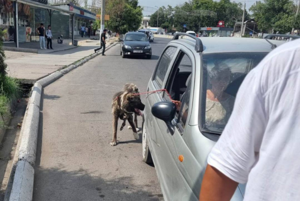 В Ташкенте мужчина привязал собаку к движущемуся автомобилю