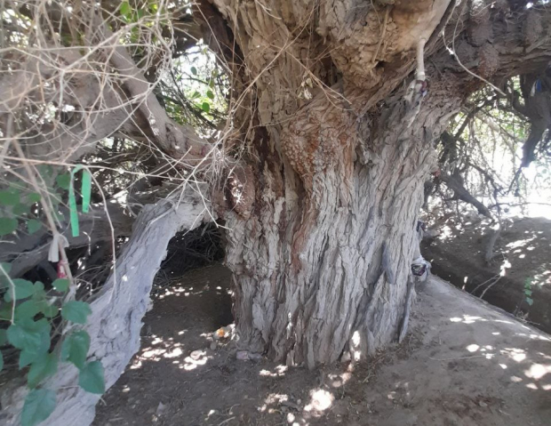 В Бухарской области обнаружили дерево, возрастом более 700 лет
