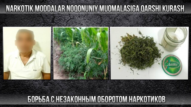Пенсионер из Андижанской области выращивал наркотические растения и хранил марихуану в доме