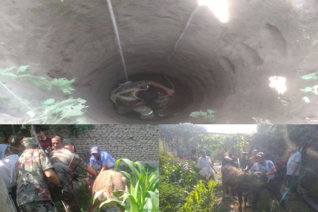Сотрудники МЧС спасли корову в Андижанской области, которая провалилась в 3-х метровую яму