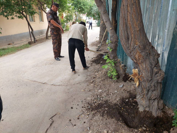В Ташкенте неизвестные пытались уничтожить деревья