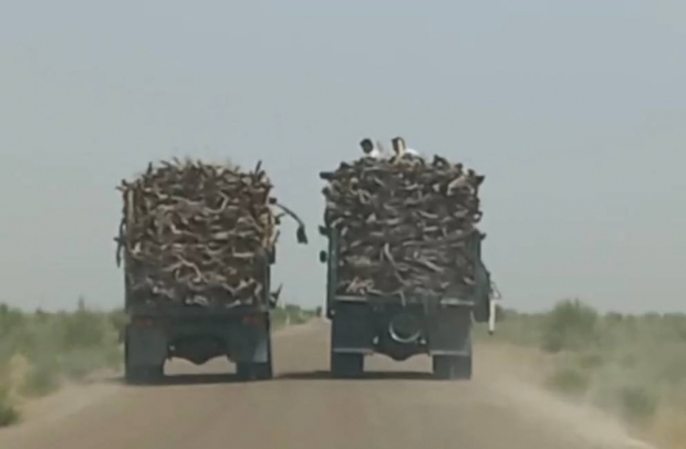 В пустыне Бухарской области выявили правонарушителей, которые срубили кусты саксаула