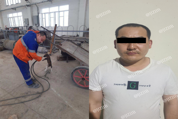В Джизакской области за жестокое обращение с животными наказан гражданин Китая