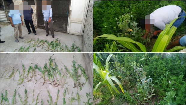 В Сырдарье пенсионер выращивал коноплю в теплице на своём приусадебном участке
