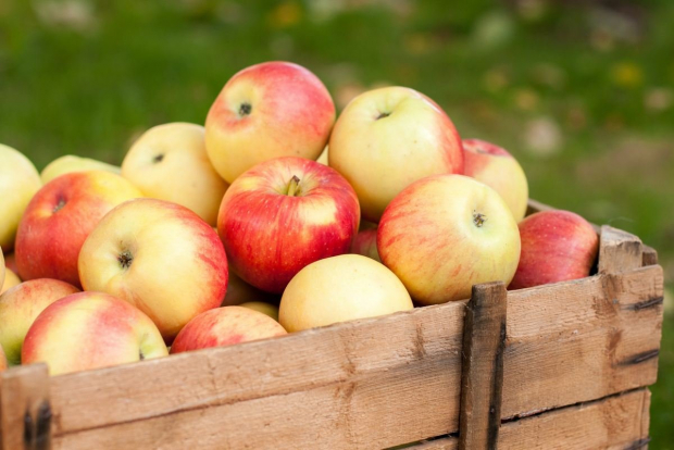 В Узбекистане назвали сумму, которую заработали на экспорте яблок