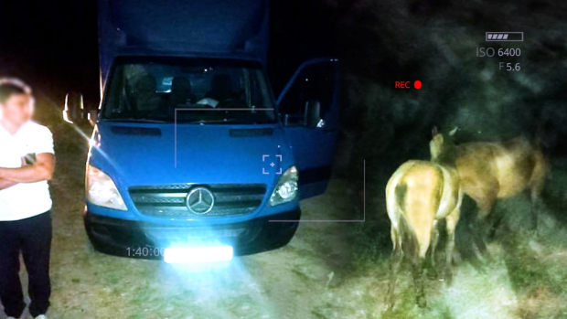 В Ташкентской области сотрудники ППС предотвратили кражу лошадей
