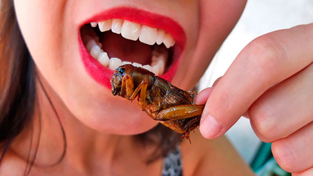 Еврокомиссия на фоне кризиса продовольствия предложила европейцам питаться насекомыми