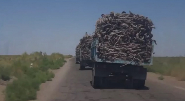 В Бухарской области произошла очередная погоня за «чёрными лесорубами» - видео