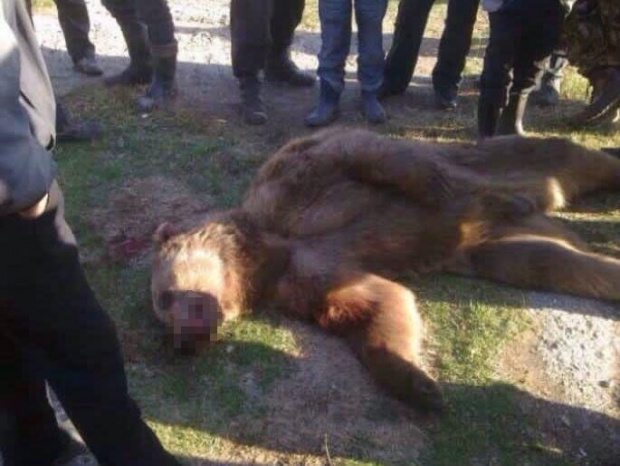 В Узбекистане опровергли информацию о гибели людей из-за медведя