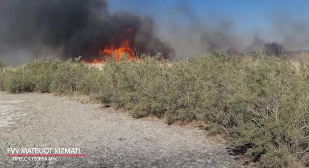 В Бухарской области горит около 100 гектаров камышовых зарослей - видео