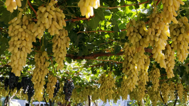 В Узбекистане растут показатели экспорта винограда