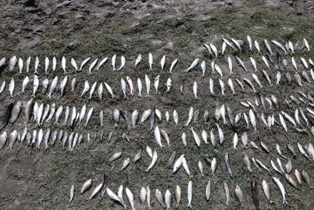 В Навоийской области произошла массовая гибель речных рыб