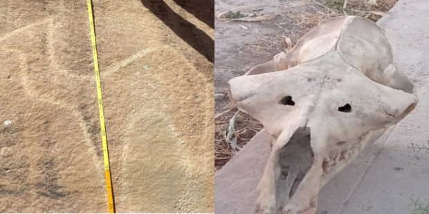 В Сурхандарье найден череп лошади возрастом несколько миллионов лет
