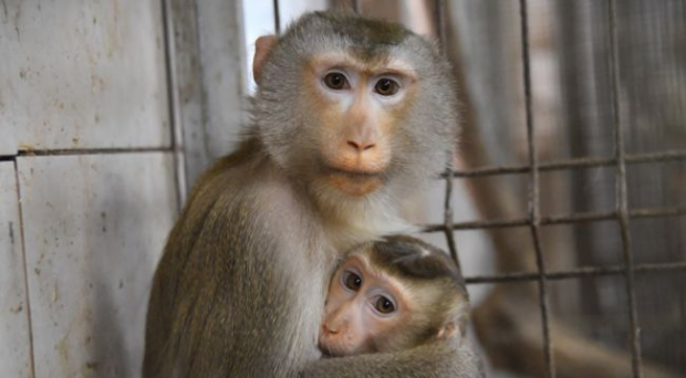Ученые создали вакцину от оспы обезьян