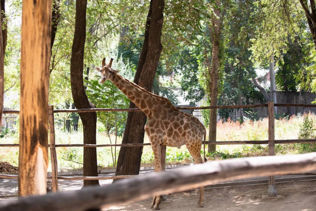 Названа причина смерти жирафа в зоопарке Ташкента