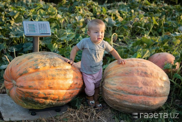 В Джизакской области начали выращивать гигантские тыквы весом 65 кг