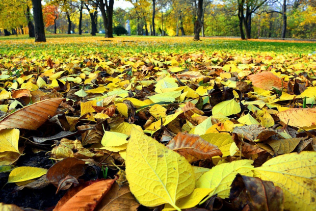 В Минюсте Узбекистана рассказали как часто необходимо убирать опавшую листву