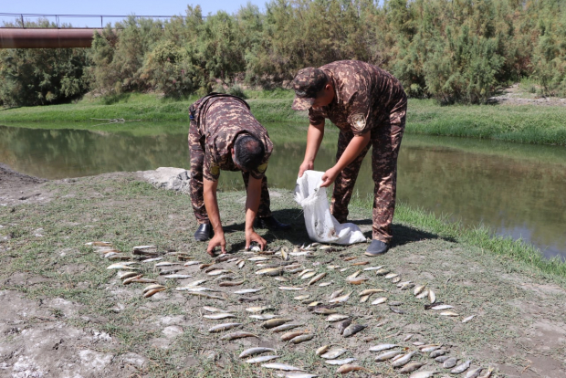 Возбуждено уголовное дело, по факту массовой гибели рыбы в Зарафшане