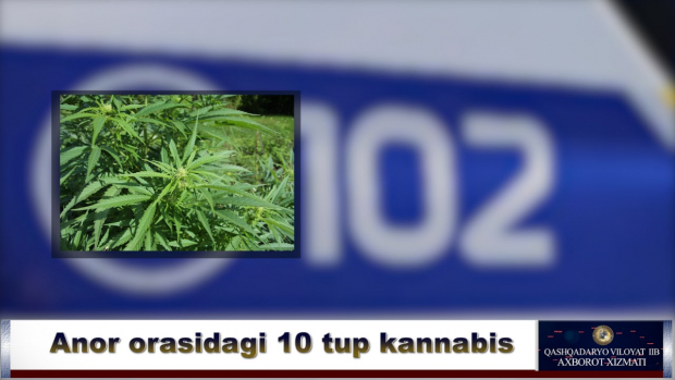 В Кашкадарье гражданин выращивал каннабис среди деревьев граната