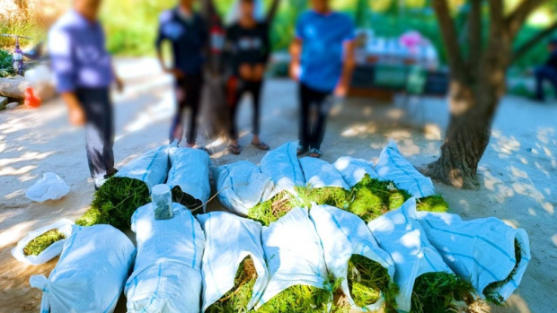 В Зангиатинском районе гражданин выращивал каннабис между камышами - видео