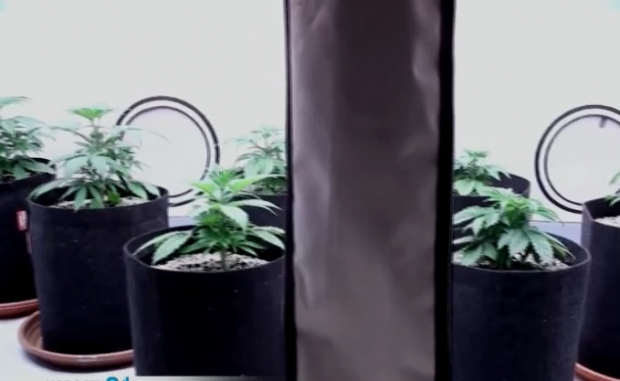 В Ташкенте выявлены лица, которые выращивали каннабис у себя в доме - видео