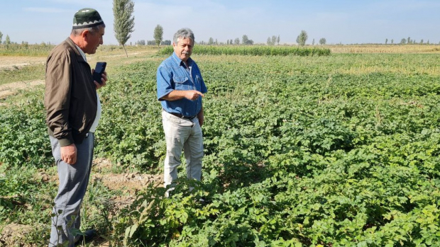 Международные эксперты ФАО делятся с коллегами из Узбекистана опытом по производству семенного картофеля