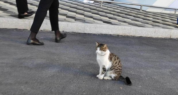 Кошка из Самаркандского аэропорта покоряет интернет