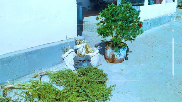 Житель Буки выращивал и хранил в своём доме каннабис, ему грозит до 20 лет лишения свободы