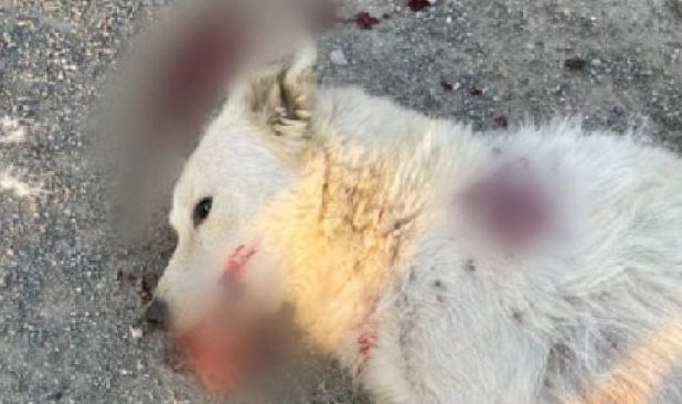В Навои наказали сотрудника отлова за зверское убийство собаки