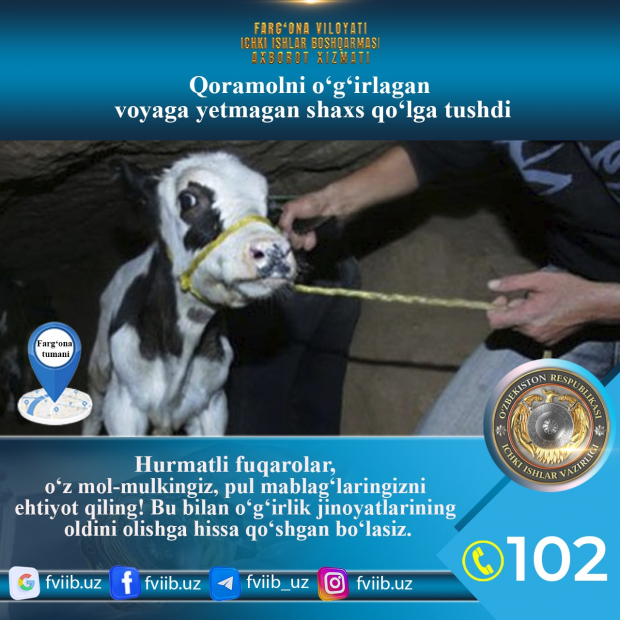 В Фергане задержан несовершеннолетний за кражу коровы, ему грозит до 5 лет лишения свободы