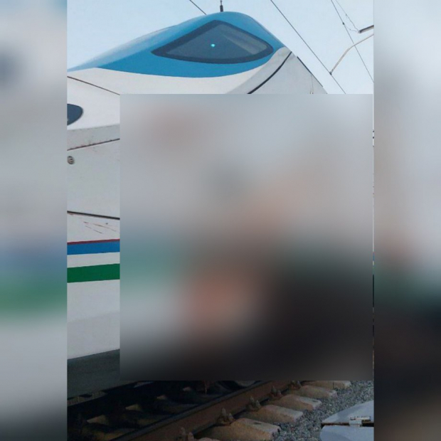 В Бухаре высокоскоростной поезд Afrosiyob сбил стадо баранов