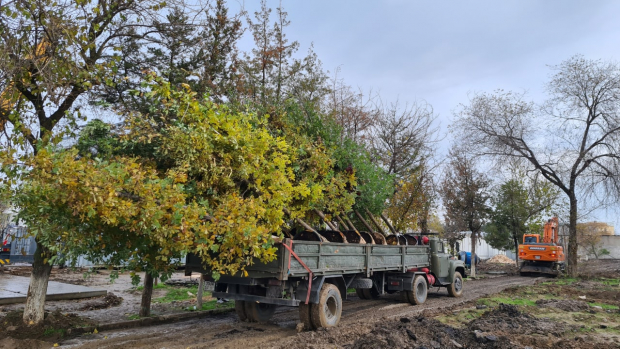Стало известно, какие деревья посадит застройщик, срубивший 16 деревьев в Ташкенте