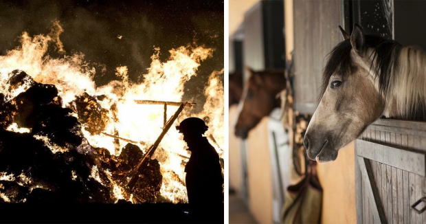 В Джизаке мужчина из-за мести сжёг заживо 17 лошадей