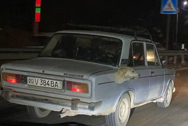 В УВД прокомментировали информацию о том, что мужчина прикрепил к своей машине голову мертвой собаки