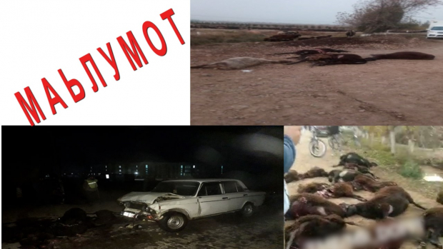 В Сурхандарьинской области водитель авто сбил 30 баранов