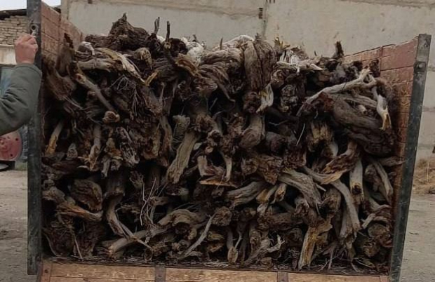 Срубивший незаконно кусты саксаула в Бухарской области заплатит штраф и возместит ущерб