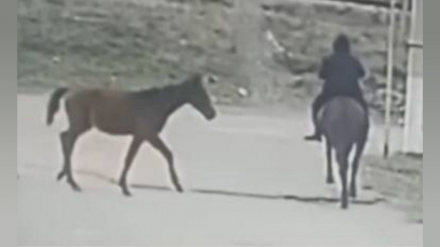 В Ташкенте двое граждан украли лошадь и жеребёнка