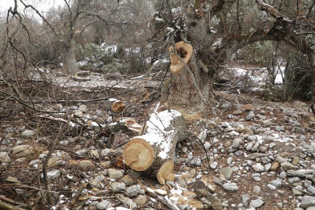 В Сурхандарье незаконно срубили 50 многолетних деревьев
