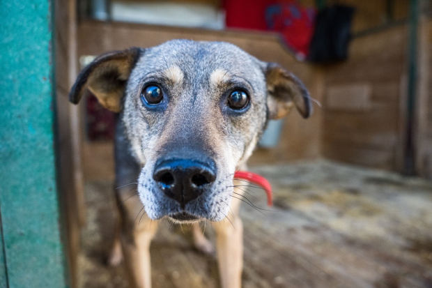 В Узбекистане в очередной раз пожаловались на жестокое обращение с животными — видео