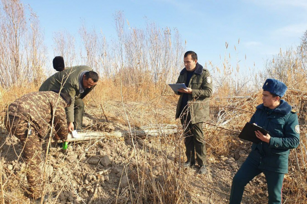 В Хорезмской области незаконно вырубили деревья
