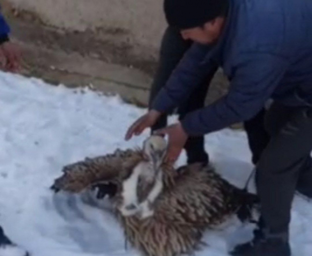 В Узбекистане мужчины поймали краснокнижную дикую птицу — видео