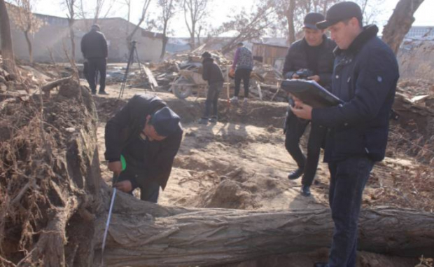 Житель Самарканда варварски уничтожил многолетние деревья