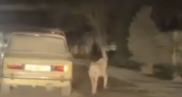 В Узбекистане водитель решил выгулять собаку, привязав её к машине — видео