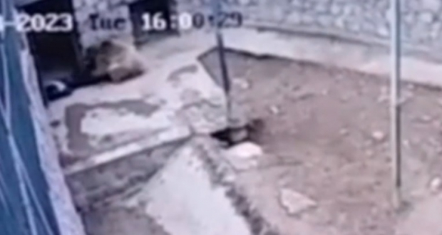 В сети появились жуткие кадры момента, когда медведь убивает мужчину в Андижане