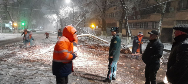 В Ташкенте падают старые деревья на фоне аномальных холодов