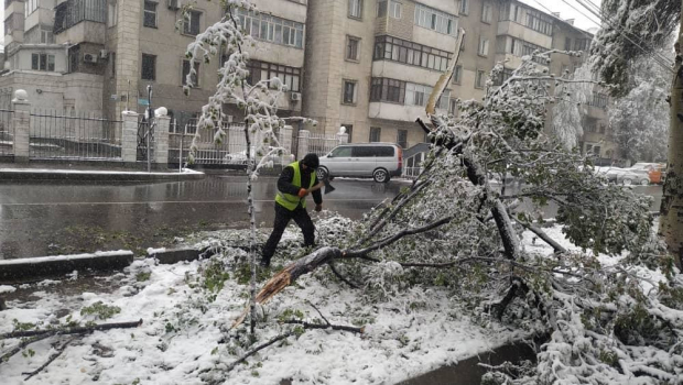 Стало известно о судьбе коммунальщика, которого чуть не придавило деревом в Ташкенте
