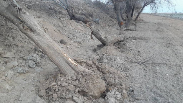 Частная компания в Кашкадарье повредила деревья на 2,8 млрд сум