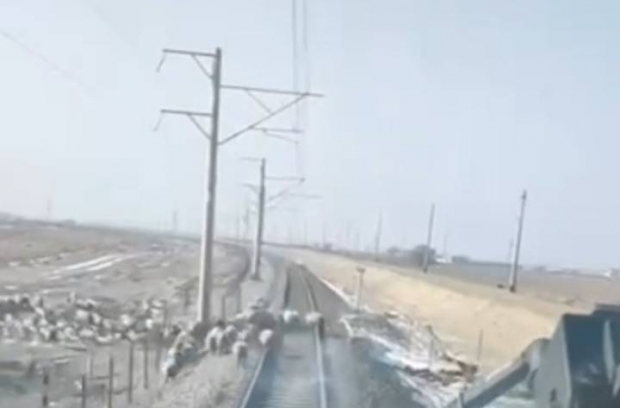 Поезд Afrosiyob сбил нескольких овец — видео