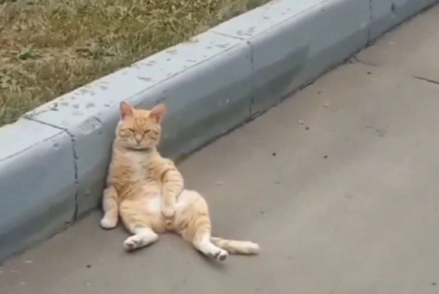 Грустный кот покорил узбекский сегмент интернета — видео